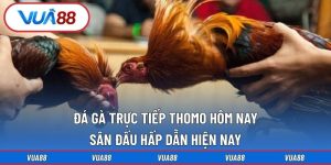 đá gà trực tiếp Thomo hôm nay số 1