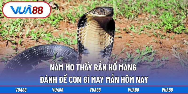 nằm mơ thấy rắn hổ mang đánh đề con gì